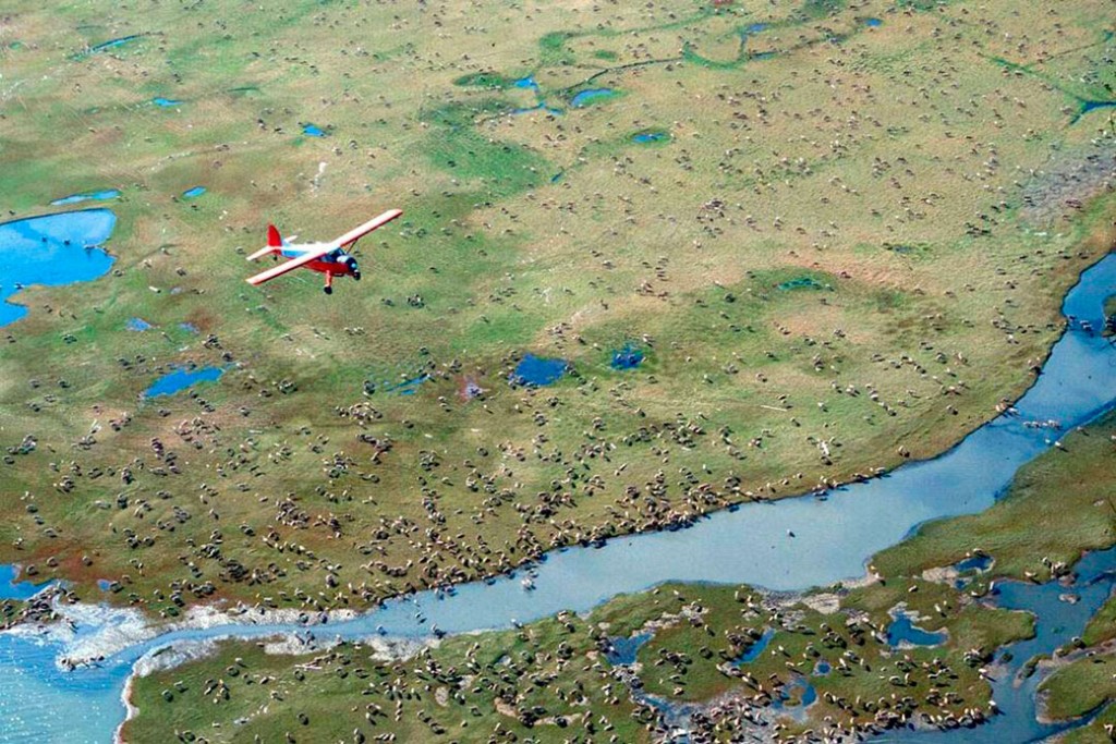 An airplane flies over caribou from the Porcupine caribou herd on the coastal plain of the Arctic National Wildlife Refuge in northeast Alaska.