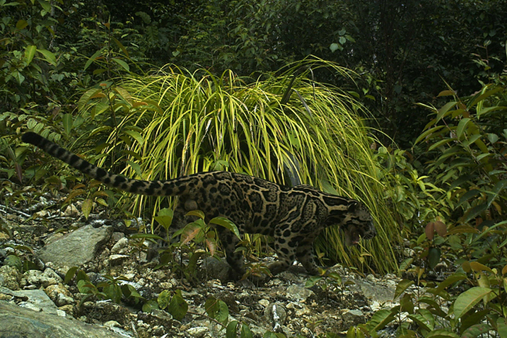 Male Neofelis diardi (Sunda clouded leopard) in the Hose Mountains of Sarawak