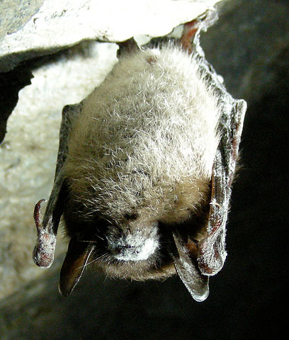 408px-little_brown_bat_with_white_nose_syndrome_greeley_mine_cropped